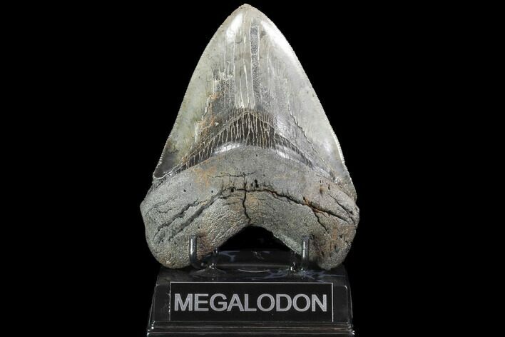 Serrated, Fossil Megalodon Tooth - Georgia #99328